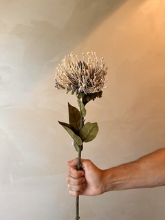 HASTE PROTEA 02 na internet