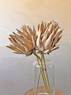 PROTEA FECHADA - SIMPLE - Curadoria FAAS