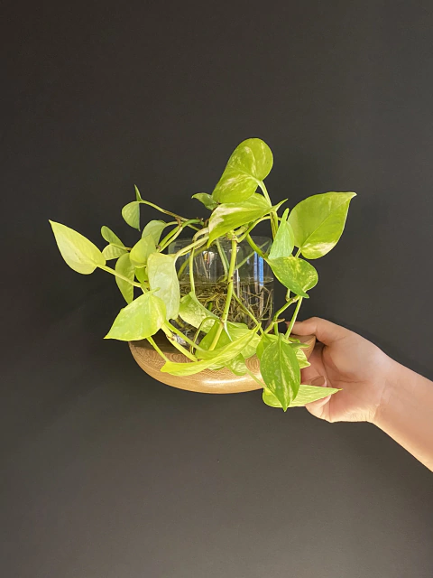 PRATELEIRA CANOA - NATURAL - TAMANHO P