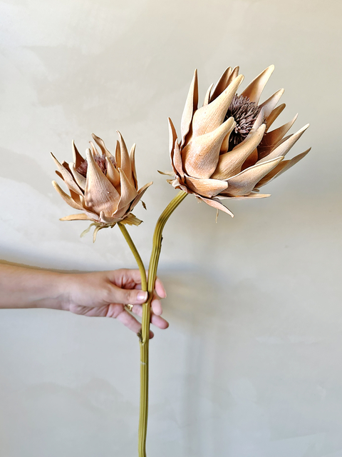 HASTE PROTEA ABERTA - DUO