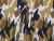 Fibrana Estampada #13