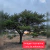 Mezquite (árbol) tamaño chico