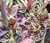 Tradescantia zebrina (cubre suelo) en internet