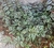 Tradescantia zebrina (cubre suelo) - comprar en línea