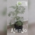 Ajenjo (planta)