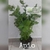 Apio (planta)