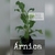 Árnica (planta)
