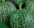 Chilacayote Cucurbita Ficifolia ST 1 g (semillas)