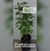 Hierbabuena (planta)