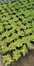 Dichondra rapens (oreja de ratón) cubre suelo - comprar en línea