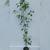 Liquidambar (árbol) tamaño chico en internet