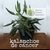 Kalanchoe pinnata (planta)