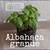 Albahaca genovesa (planta)