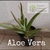 Áloe vera grande (planta)