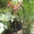 Sangre libanesa (árbol) tamaño chico - comprar en línea