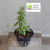 Albahaca pinta