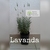 Lavanda (planta)