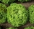 Lechuga Italiana black seeded Simpson 1 g (Semillas)