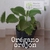 Orégano orejón (planta)