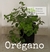 Orégano (planta)