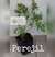 Perejil (planta)