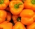 Pimiento naranja ST (10 semillas)