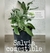 Salvia comestible (planta)
