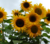 Girasol ST 3g (semillas)