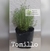 Tomillo (planta)
