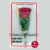Rosa para Presente S4804 - comprar online