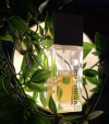 Michael Kors Sexy Amber