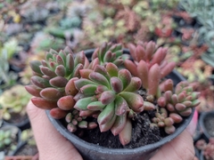 Banner da categoria Sedum