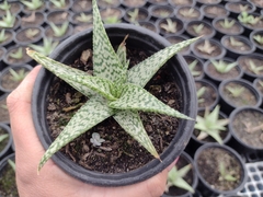 Banner da categoria Haworthias , Gasterias e Aloes