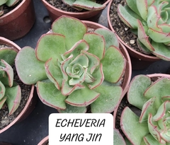 ECHEVERIA YANG JIN
