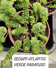 Sedum atlantis parafuso