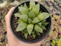 Haworthia retusa multilineata - pote 11