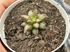 Adromischus Marianiae tanqua