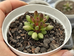 Adromischus indian clubs