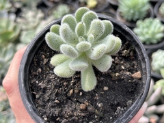 Sedum hintonii
