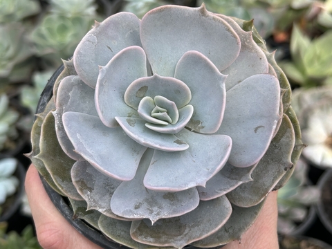 E. Polux