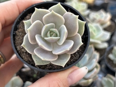 E. Lola pt06