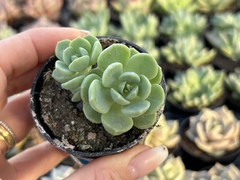 E. Spring jade pt06