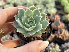 E. Laguna Sanches pt06