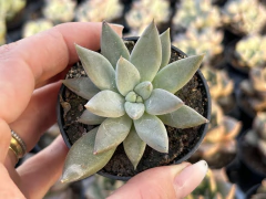 E. Craigiana pt06