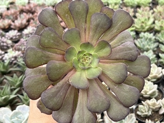 Aeonium cooper kettle