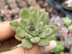 Plug pulidonis