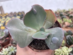 Gobiflora dragonas