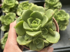 Aeonium lily pad - comprar online