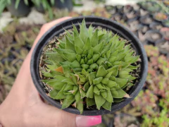 Haworthia marumiana var. batesiana - pote 11