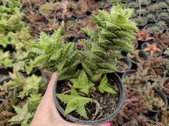 Aloe juvena - pote 11